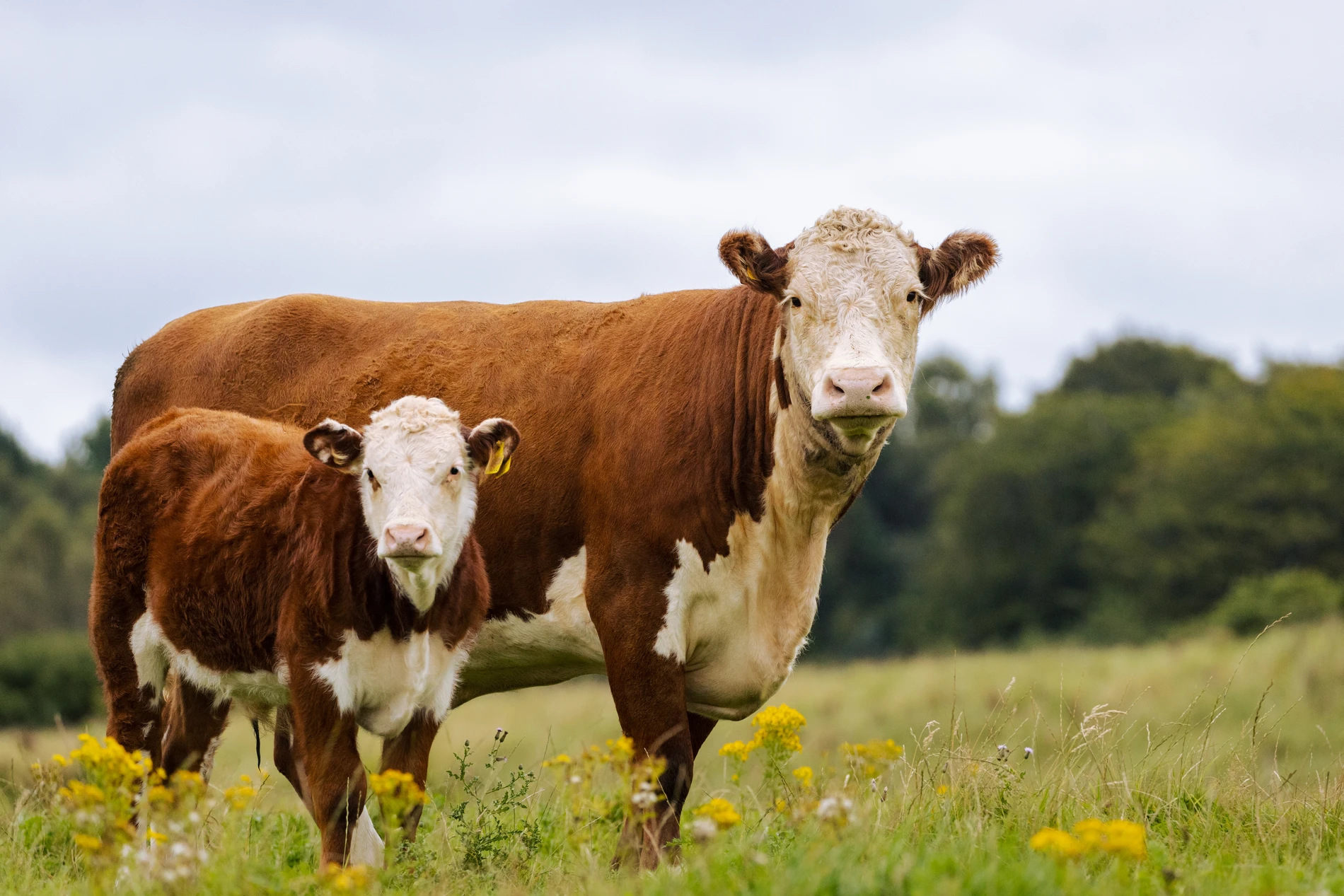cow