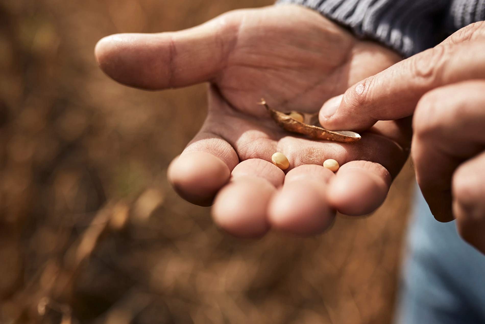 soy in hands