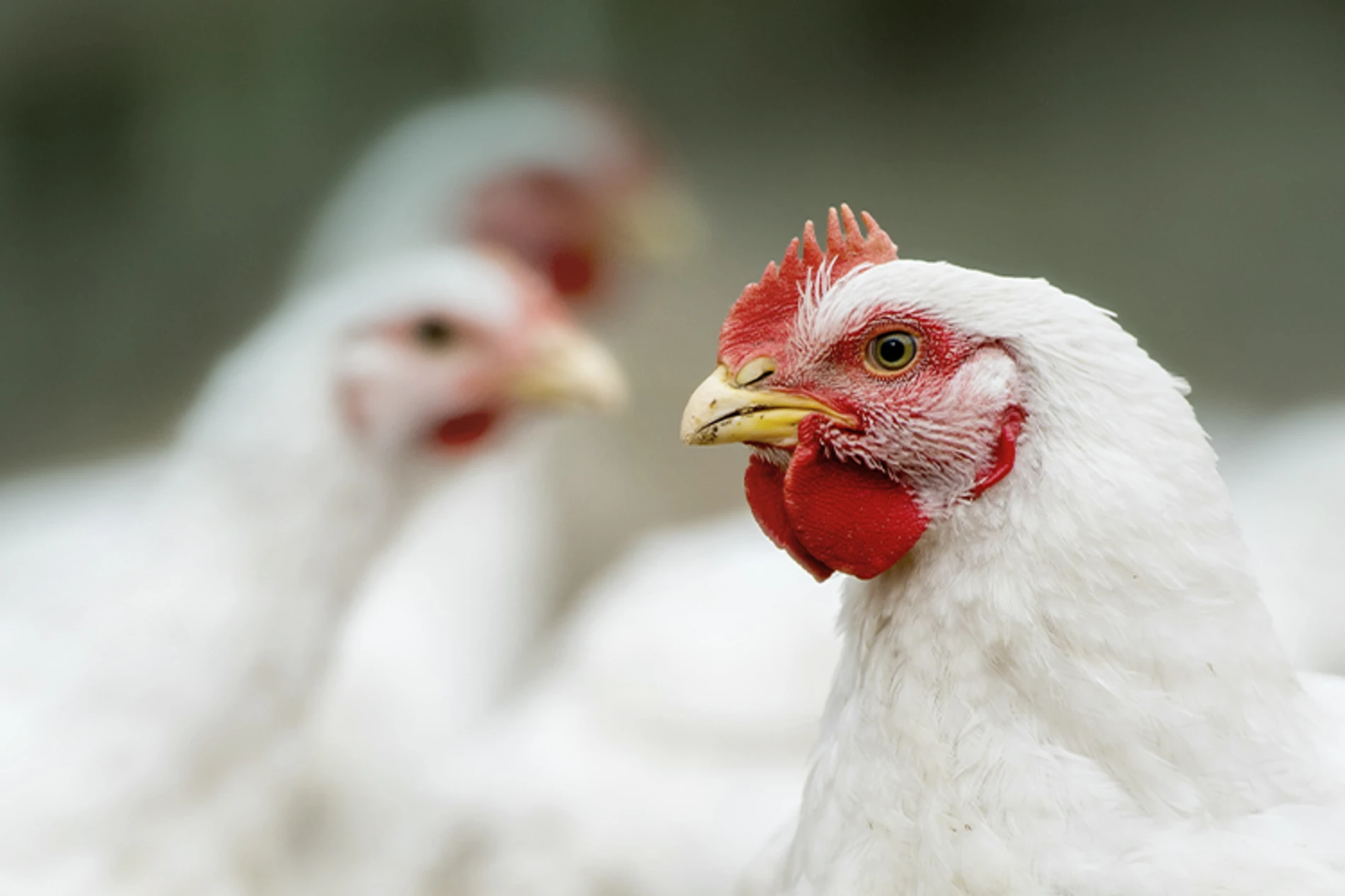 chicken close up