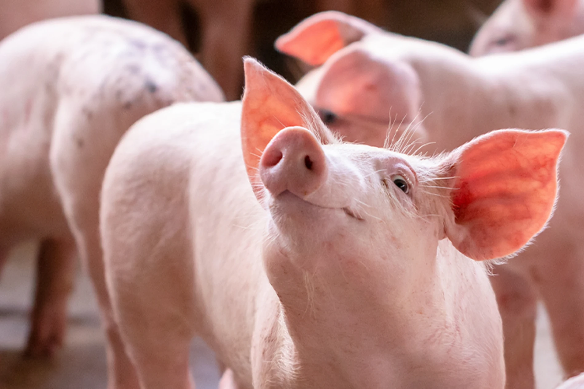piglets in the farm