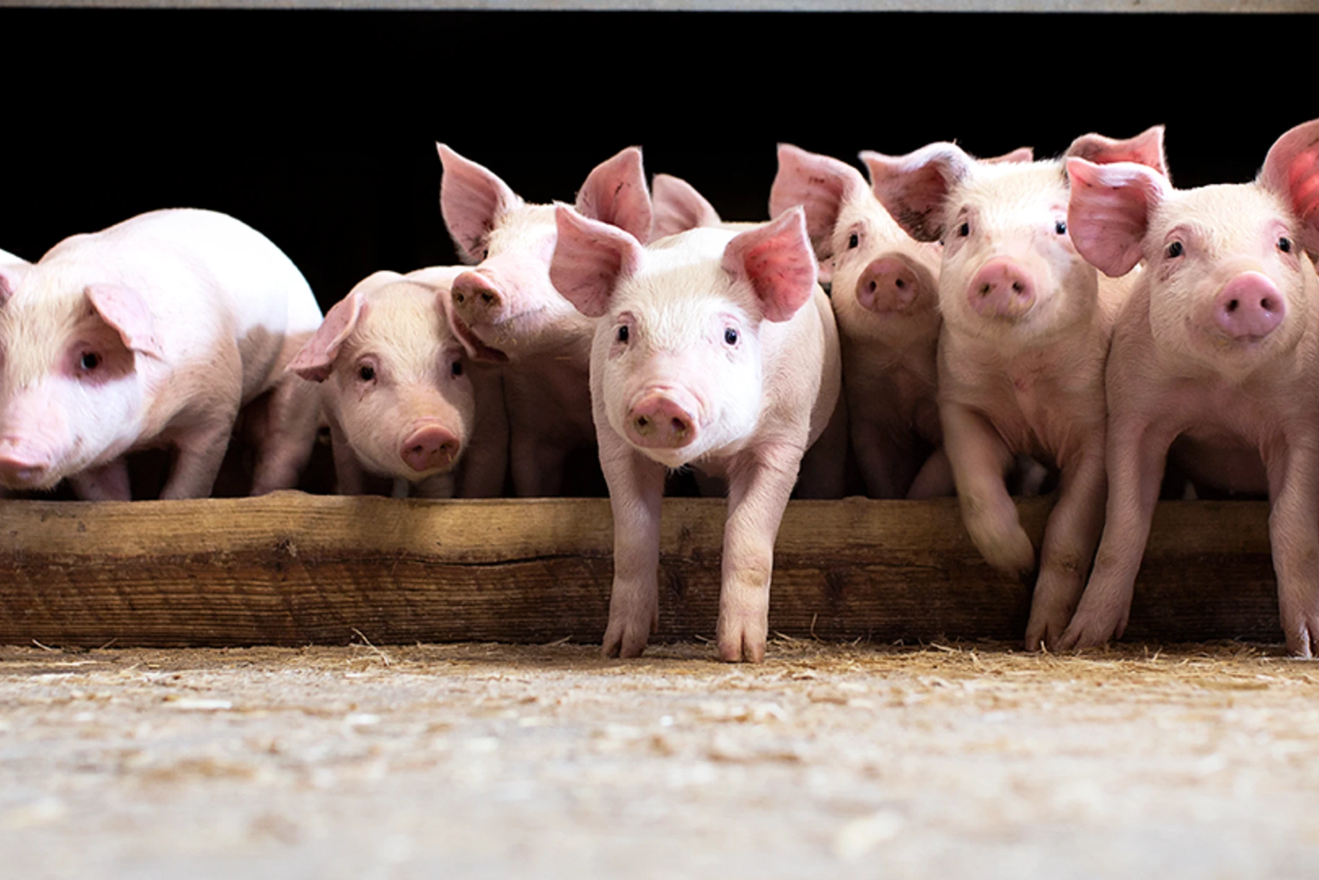 piglets in the farm