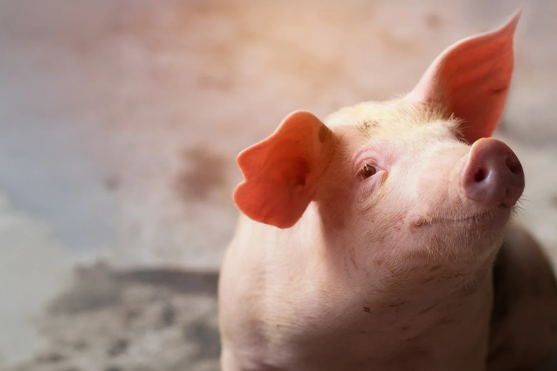 piglet in the farm