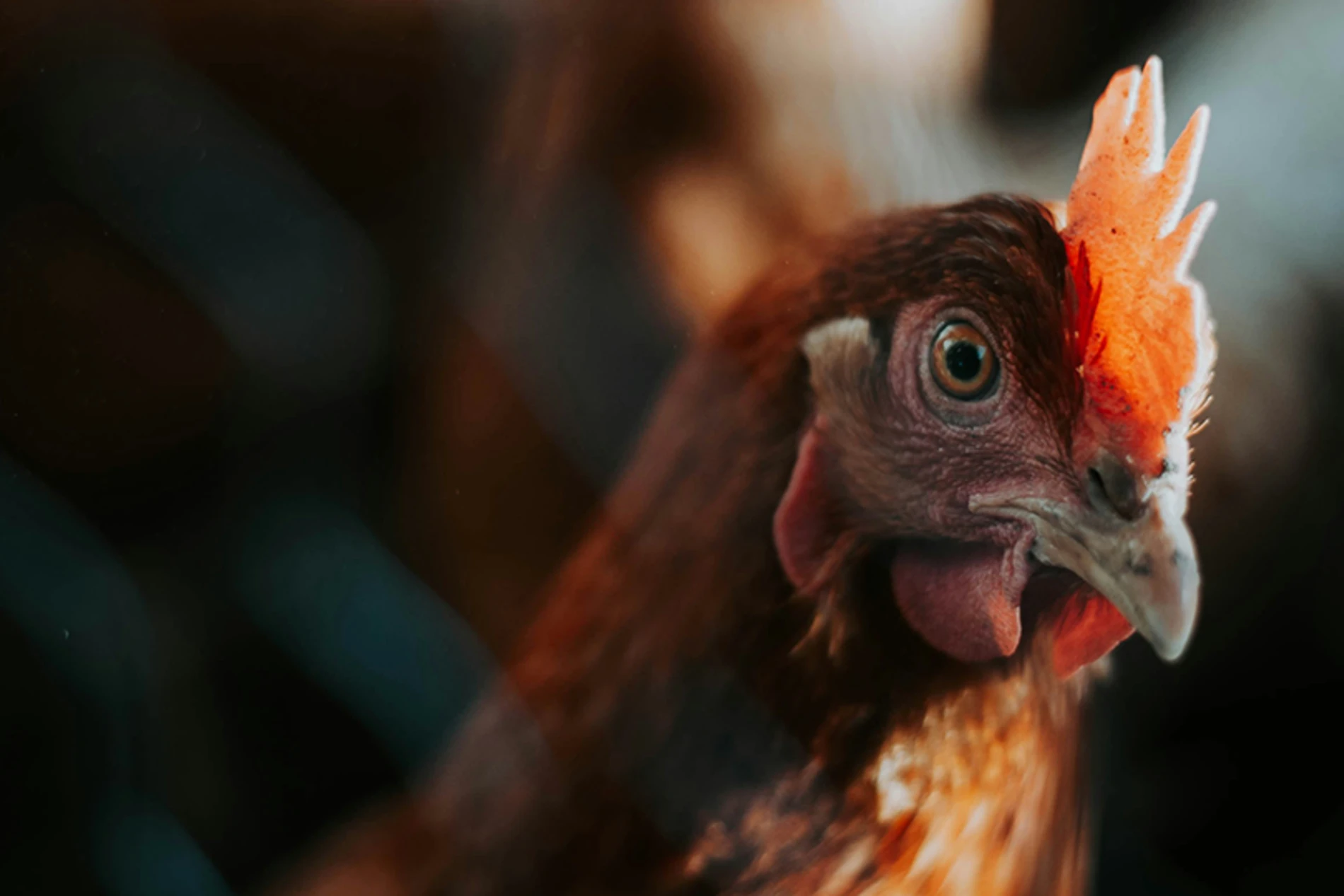 rooster in the farm