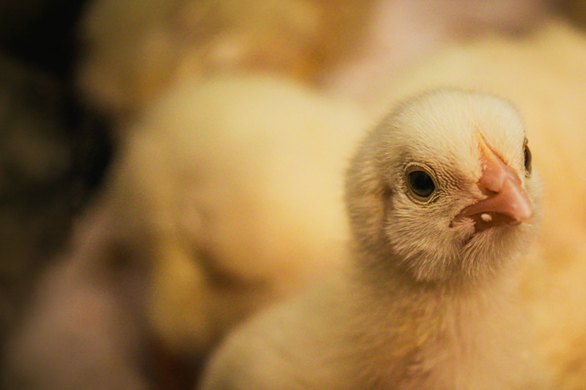 chicken in the farm