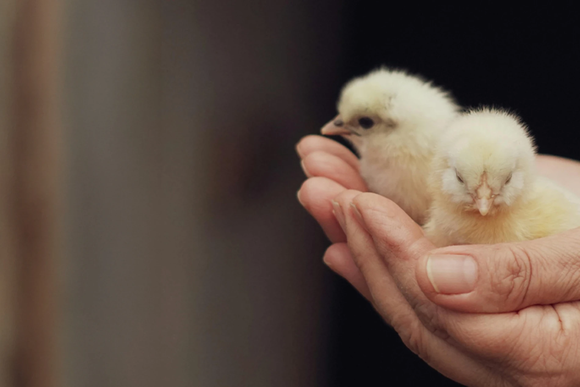 hands holding chickens