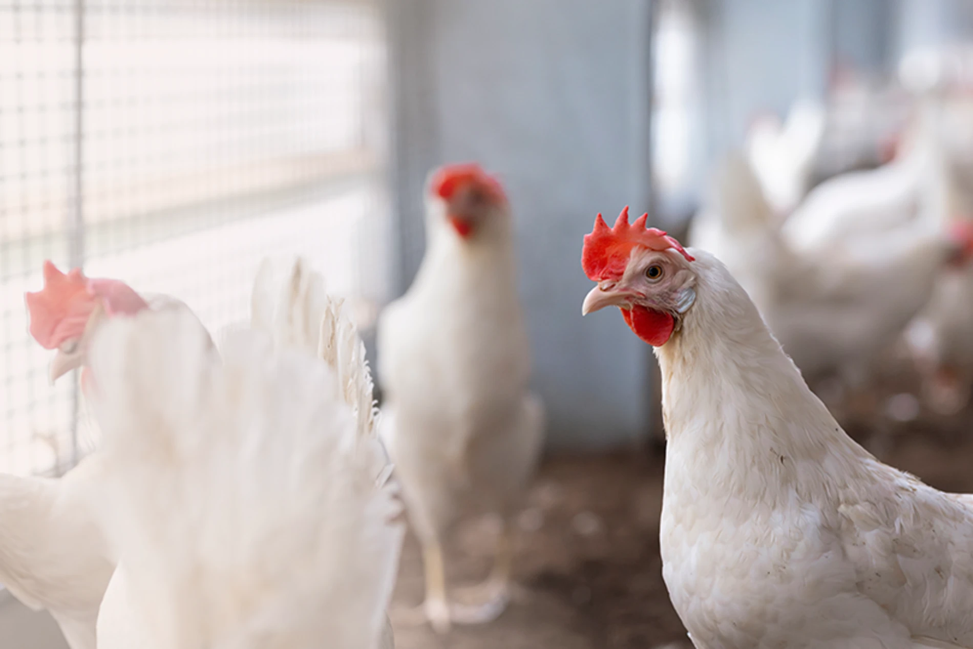 chicken in the farm