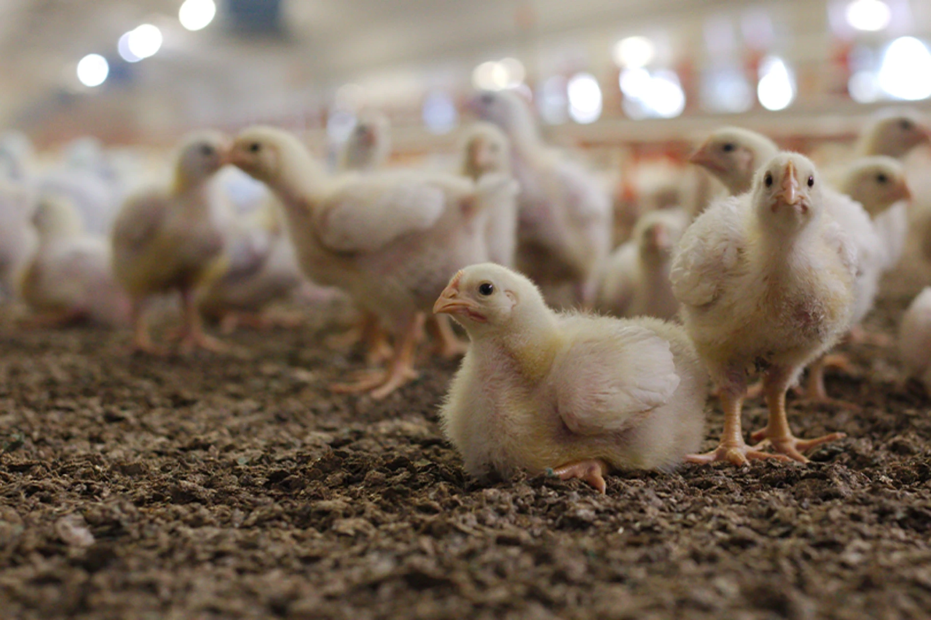 chickens in the farm