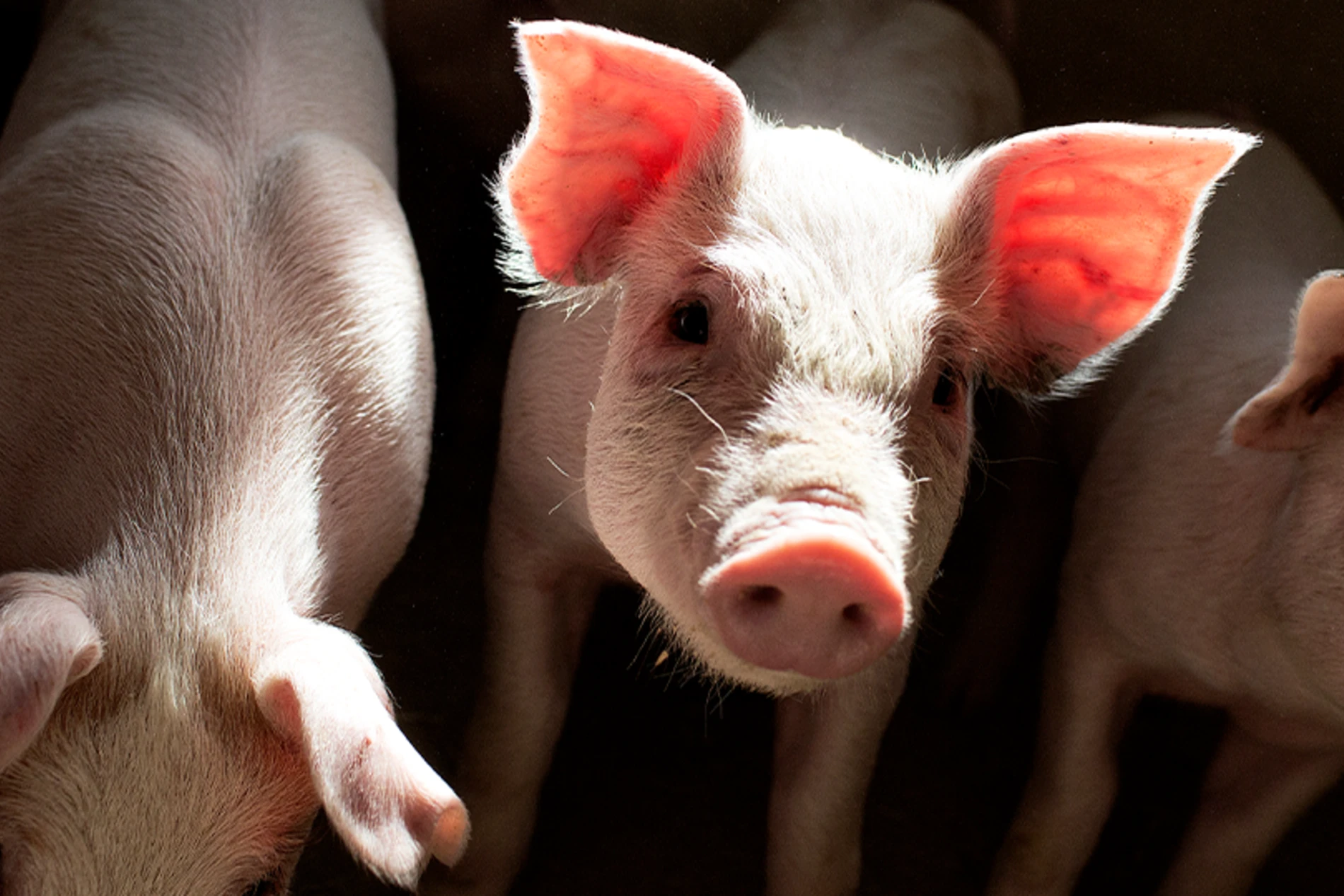 pigs in the farm