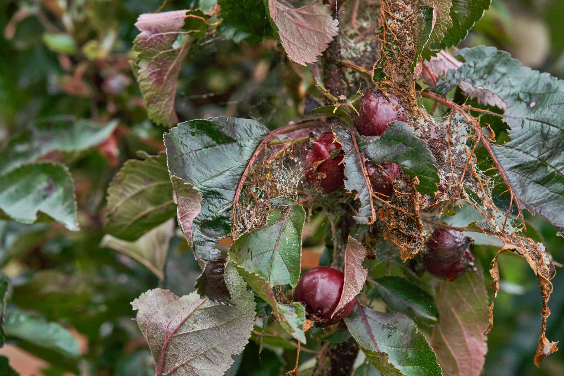 Closeup tree with leaves and fruits  