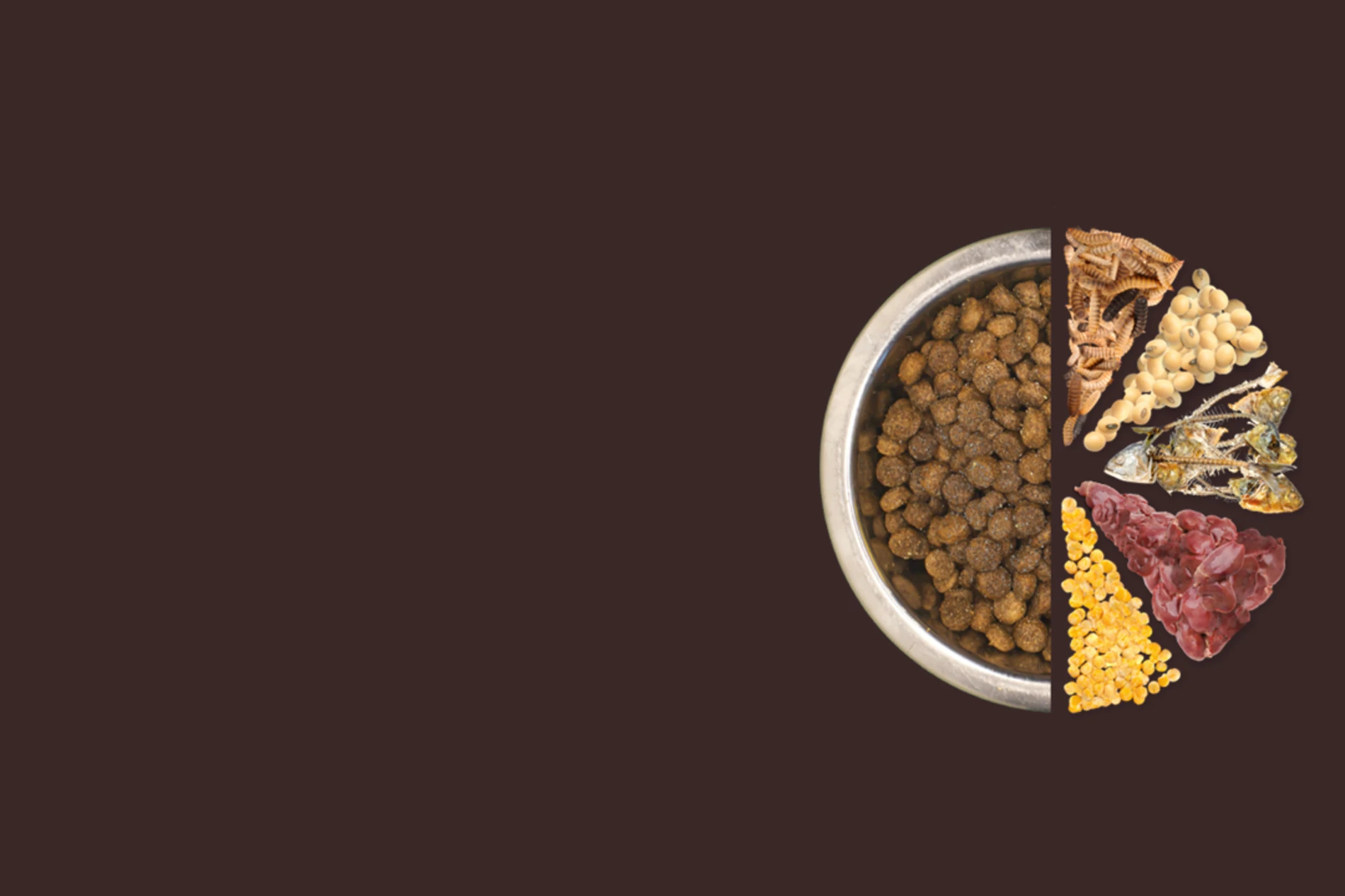 Dog food kibble in a bowl next to pet food ingredients, including grains, insects, legumes, and meat.