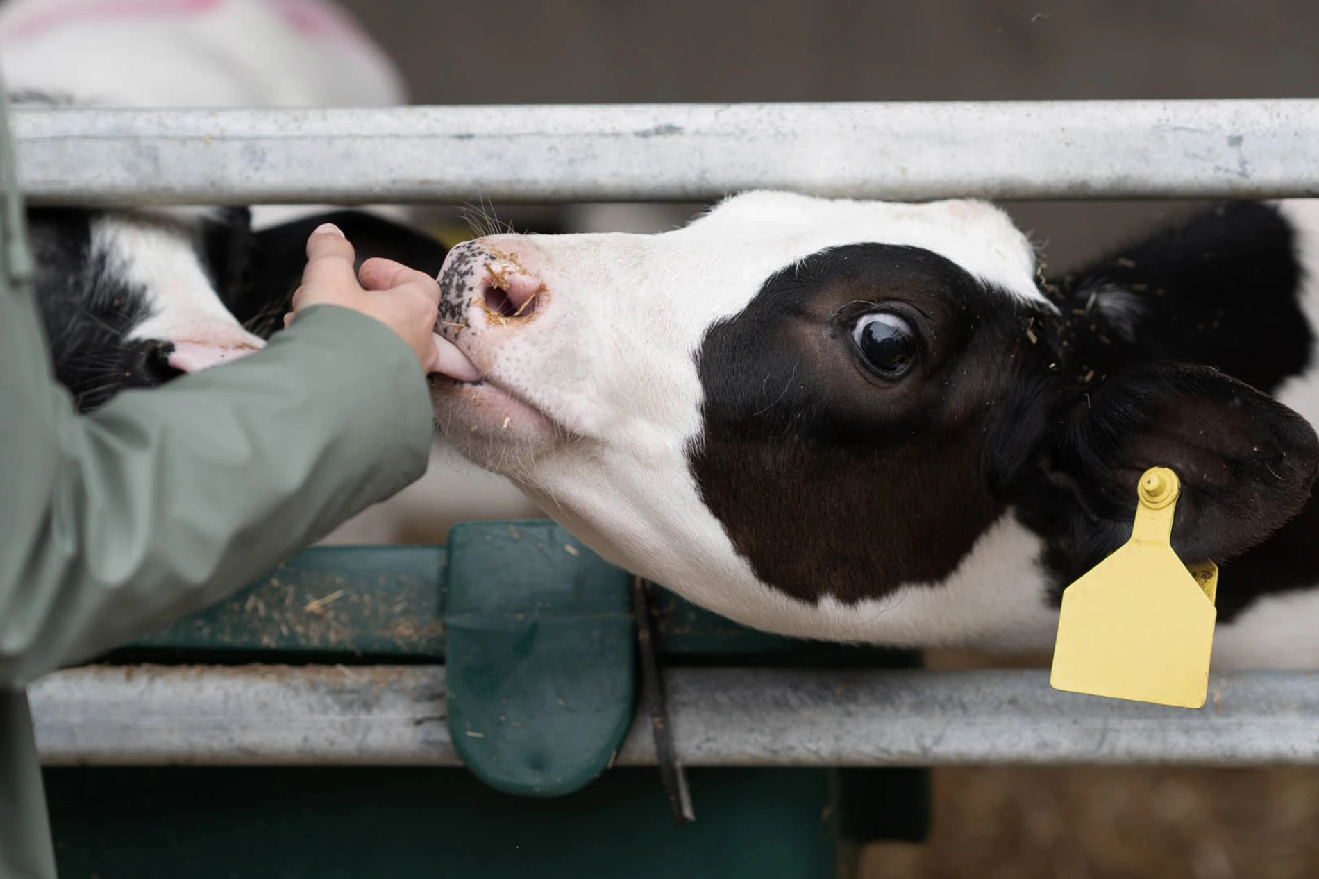 Cows feeding