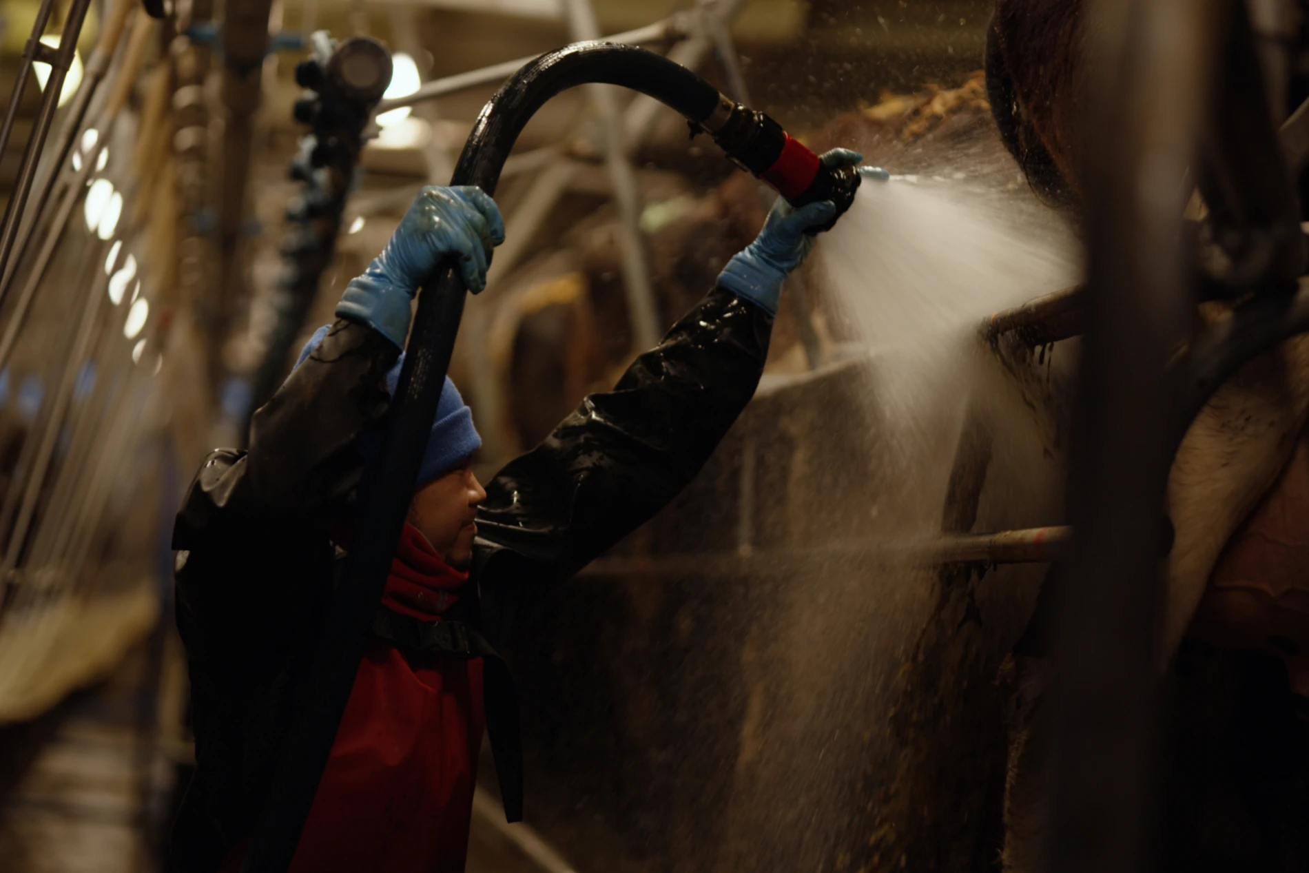 dairy farm cleaning