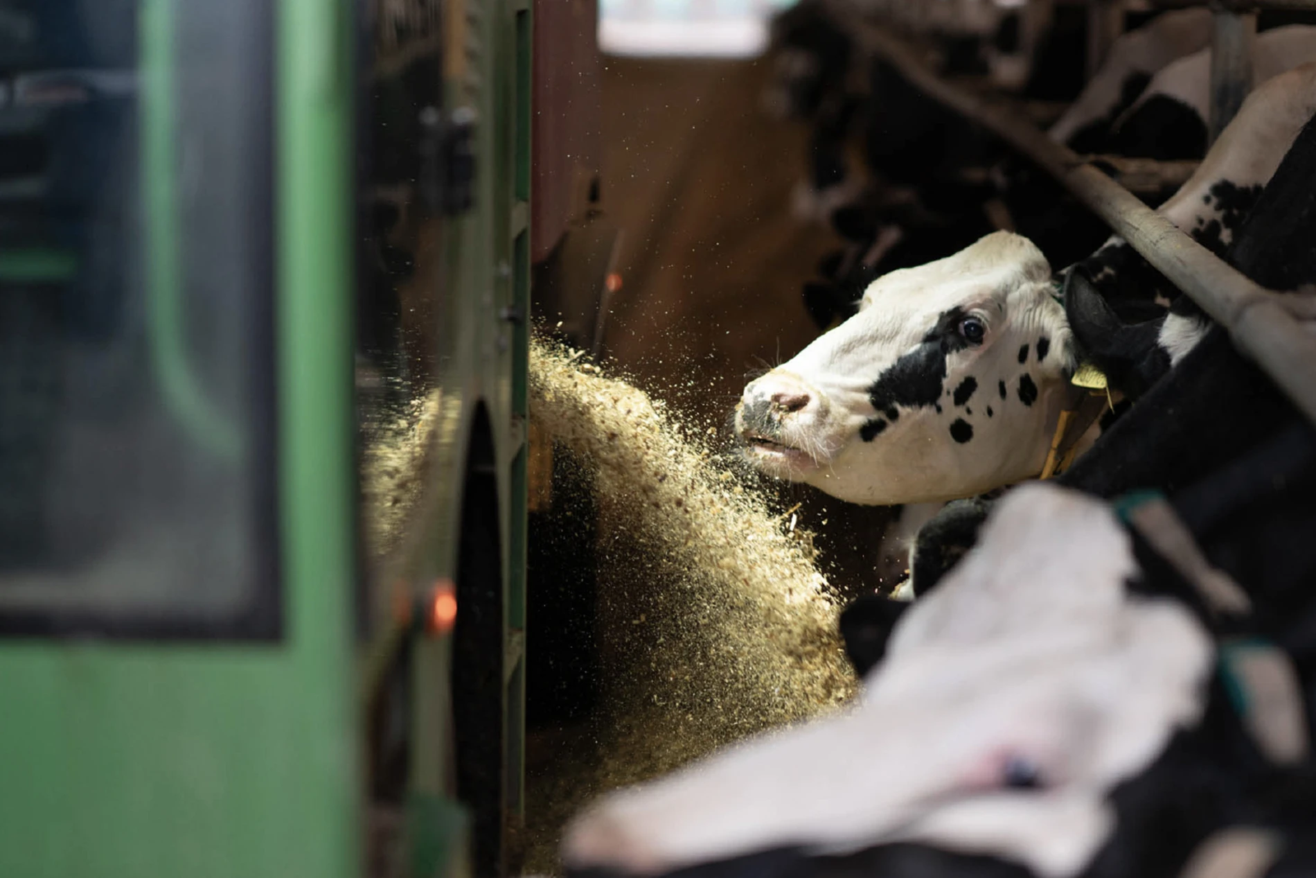 Dairy cattle feeding