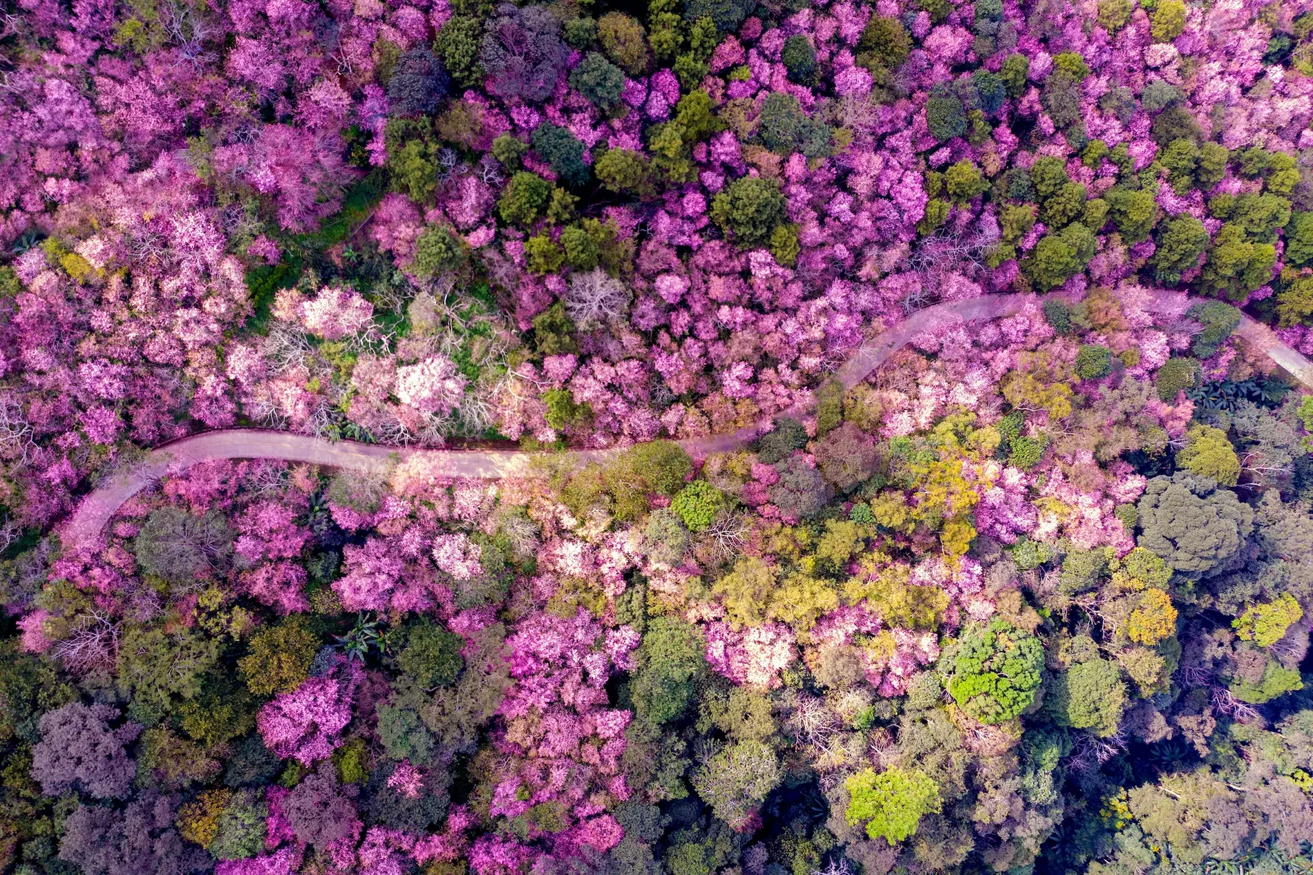 Japan-nature